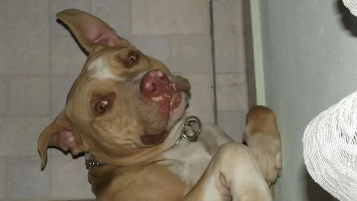 Cachorro raça Pitbull idade 6 ou mais anos nome Thor