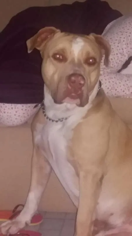Cachorro raça Pitbull idade 6 ou mais anos nome Thor
