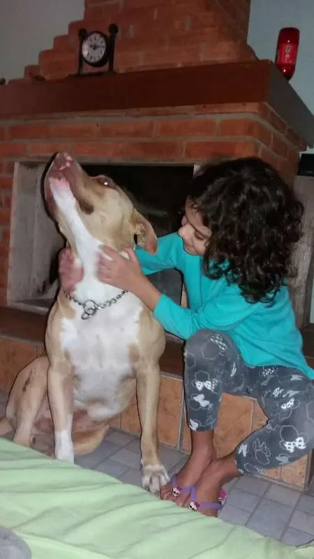 Cachorro raça Pitbull idade 6 ou mais anos nome Thor