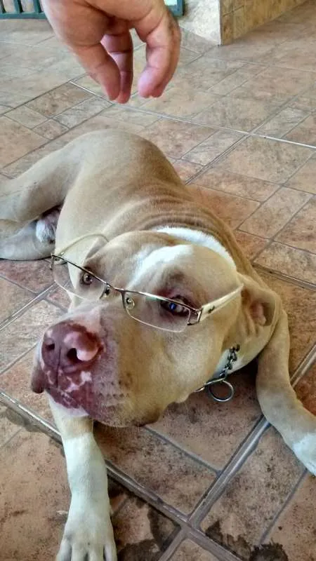 Cachorro raça Pitbull idade 6 ou mais anos nome Thor