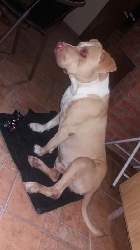 Cachorro raça Pitbull idade 6 ou mais anos nome Thor