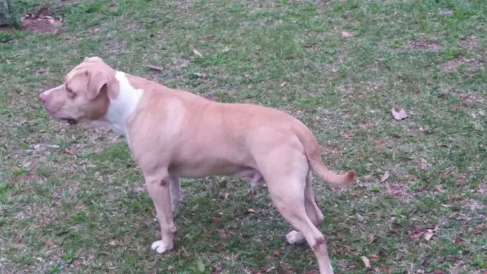 Cachorro raça Pitbull idade 6 ou mais anos nome Thor