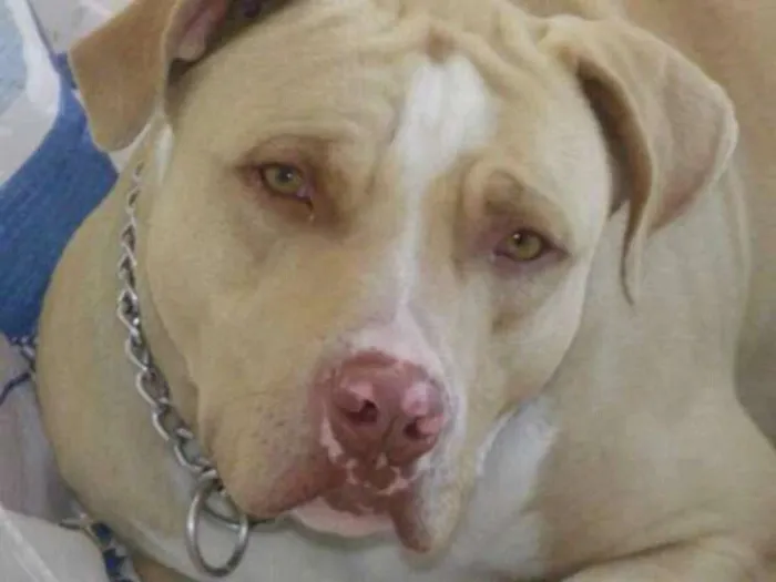 Cachorro raça Pitbull idade 6 ou mais anos nome Thor