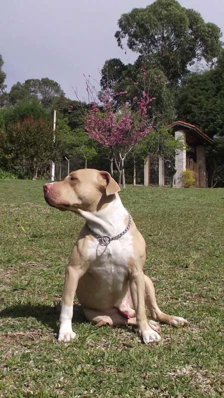 Cachorro raça Pitbull idade 6 ou mais anos nome Thor