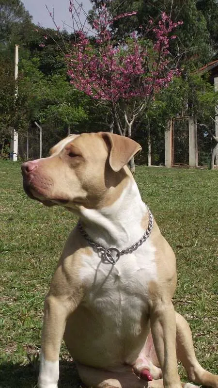 Cachorro raça Pitbull idade 6 ou mais anos nome Thor