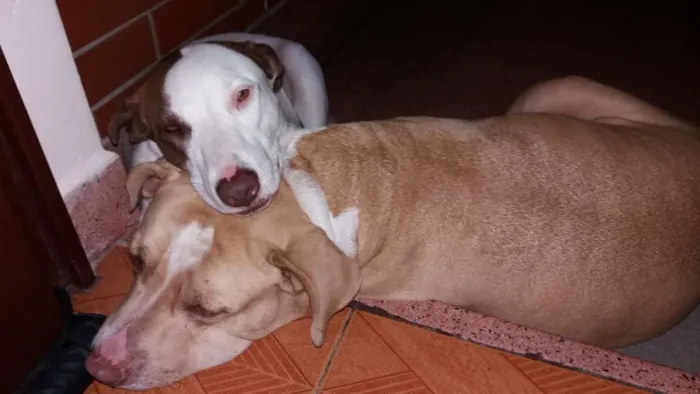 Cachorro raça Pitbull idade 6 ou mais anos nome Thor