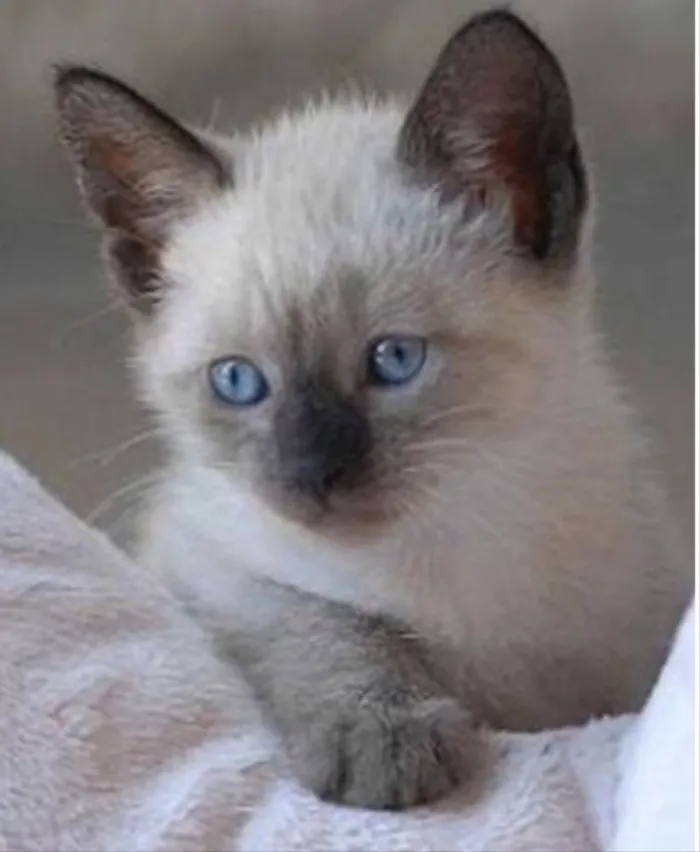 Gato ra a Siames  idade 2 a 6 meses nome Juanito 