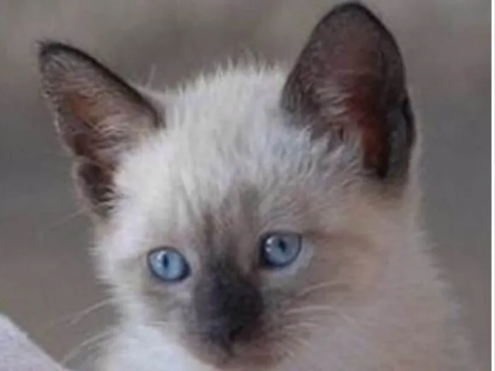Gato ra a Siames  idade 2 a 6 meses nome Juanito 