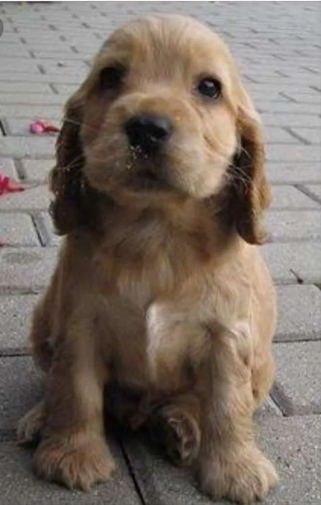 Cachorro ra a Mestiça  idade 2 a 6 meses nome Bebel 