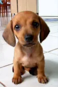 Bela 