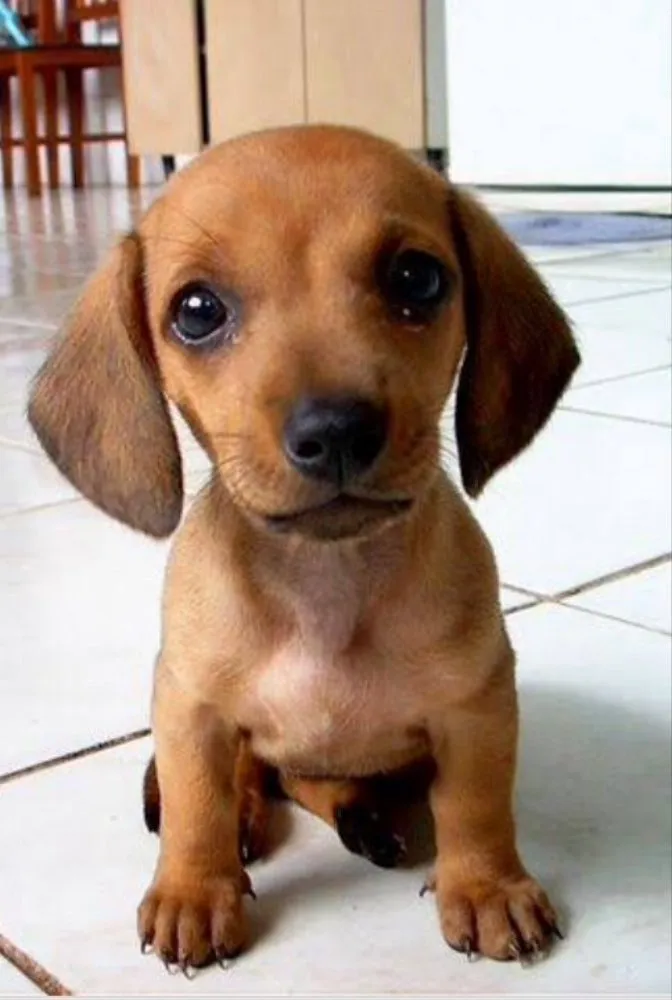 Cachorro ra a SRD  idade 2 a 6 meses nome Bela 