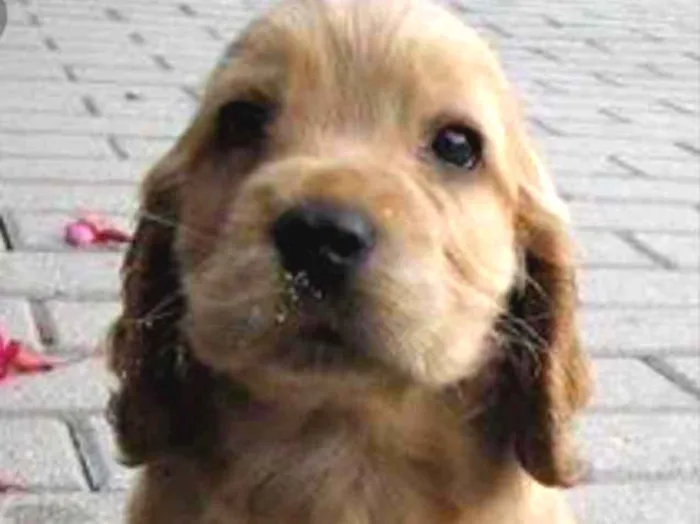 Cachorro ra a Mestiça  idade 2 a 6 meses nome Bebel 