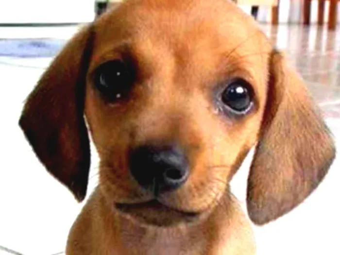 Cachorro ra a SRD  idade 2 a 6 meses nome Bela 
