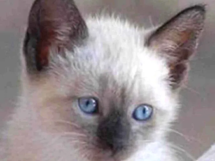 Gato ra a Siames  idade 2 a 6 meses nome Juanito 
