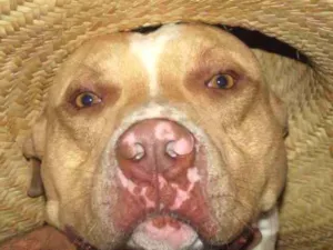 Cachorro raça Pitbull idade 6 ou mais anos nome Thor