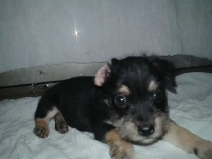 Cachorro ra a Não definida idade Abaixo de 2 meses nome Sem nome