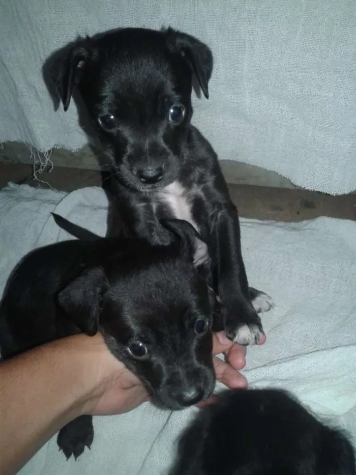 Cachorro ra a Não definida idade Abaixo de 2 meses nome Sem nome