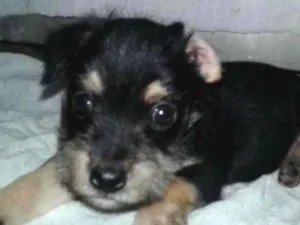 Cachorro raça Não definida idade Abaixo de 2 meses nome Sem nome