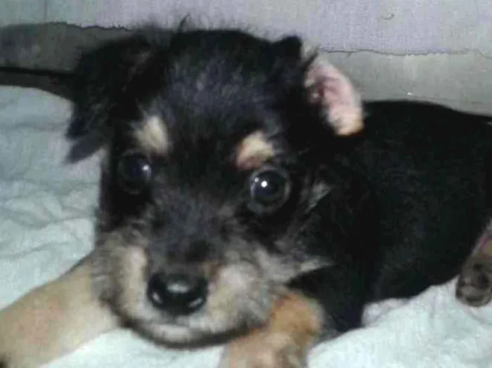 Cachorro ra a Não definida idade Abaixo de 2 meses nome Sem nome