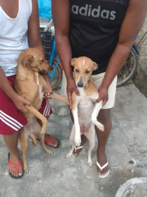 Cachorro raça Vira lata idade 2 a 6 meses nome Amora e mora