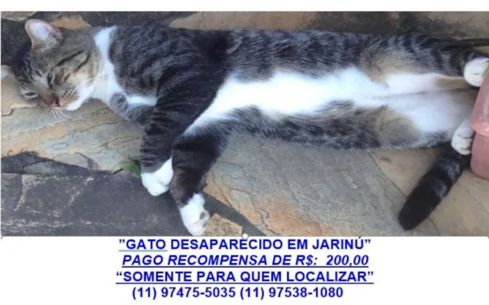 Gato ra a Cinza Tigrado idade 2 anos nome Napoleao