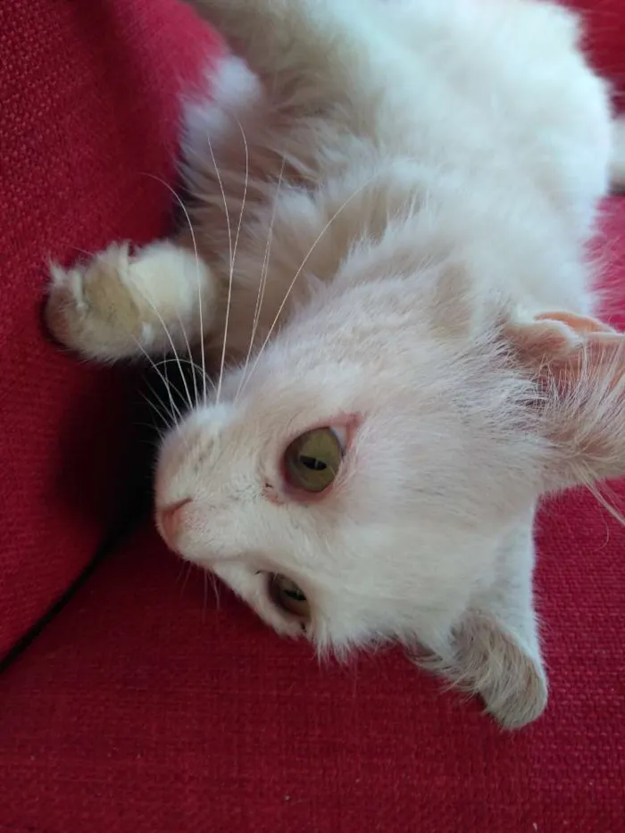 Gato raça SRD idade 2 anos nome Polaris 