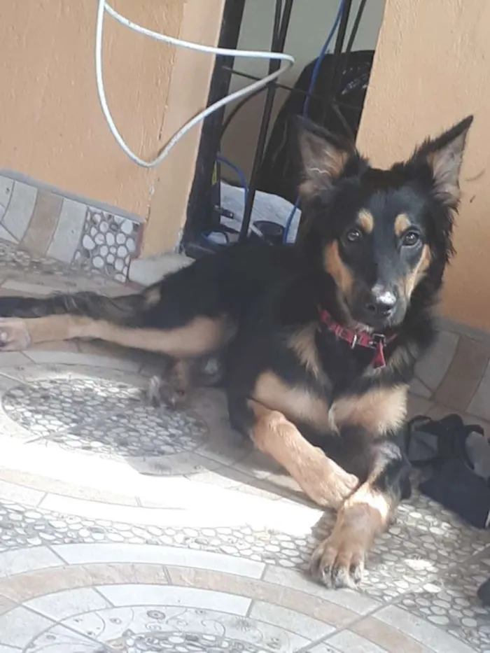 Cachorro raça SRD idade 2 a 6 meses nome Jheny 