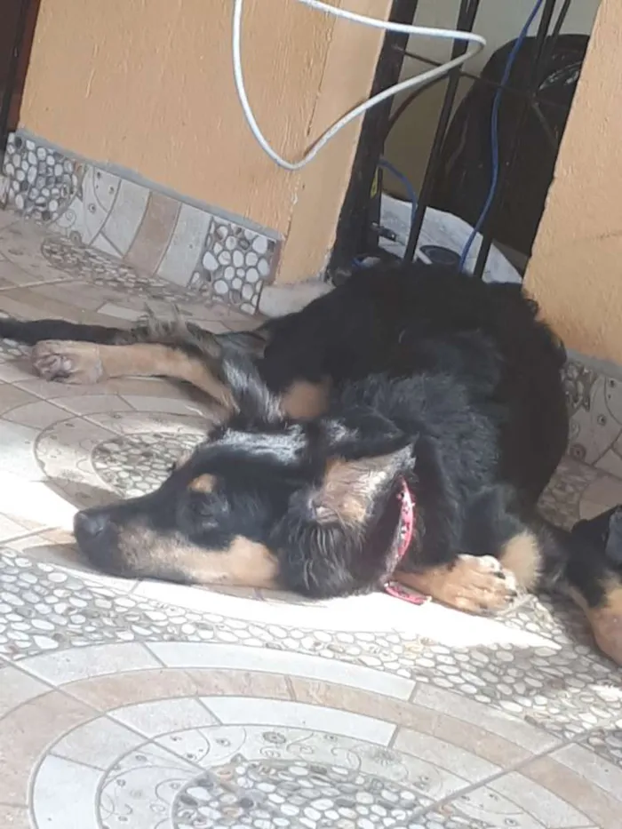 Cachorro raça SRD idade 2 a 6 meses nome Jheny 