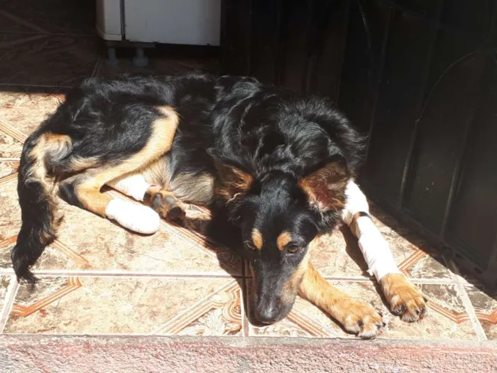 Cachorro raça SRD idade 2 a 6 meses nome Jheny 