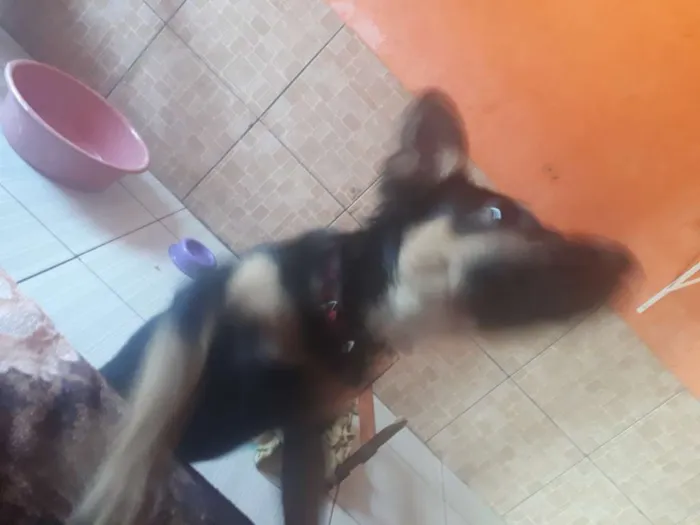 Cachorro raça SRD idade 2 a 6 meses nome Jheny 
