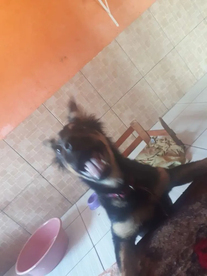 Cachorro raça SRD idade 2 a 6 meses nome Jheny 