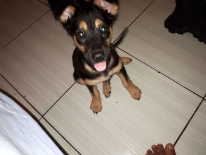 Cachorro raça SRD idade 2 a 6 meses nome Jheny 