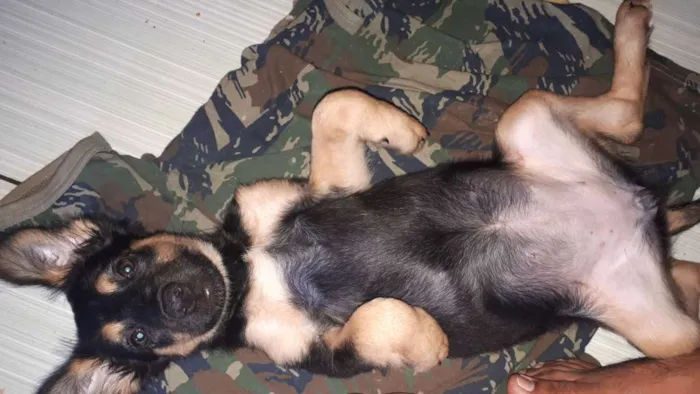 Cachorro raça SRD idade 2 a 6 meses nome Jheny 