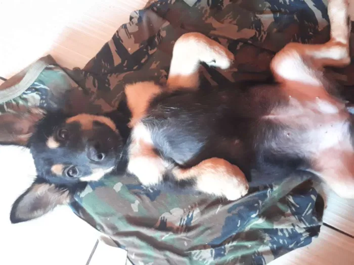 Cachorro raça SRD idade 2 a 6 meses nome Jheny 