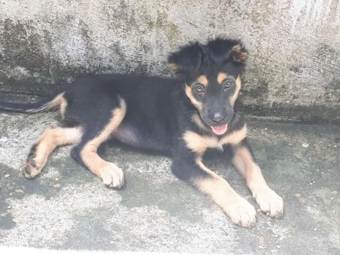 Cachorro raça SRD idade 2 a 6 meses nome Jheny 