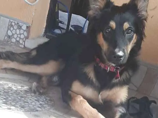Cachorro raça SRD idade 2 a 6 meses nome Jheny 