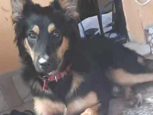 Cachorro raça SRD idade 2 a 6 meses nome Jheny 
