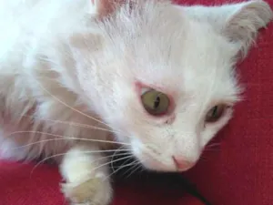 Gato raça SRD idade 2 anos nome Polaris 