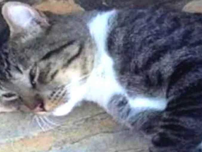 Gato ra a Cinza Tigrado idade 2 anos nome Napoleao