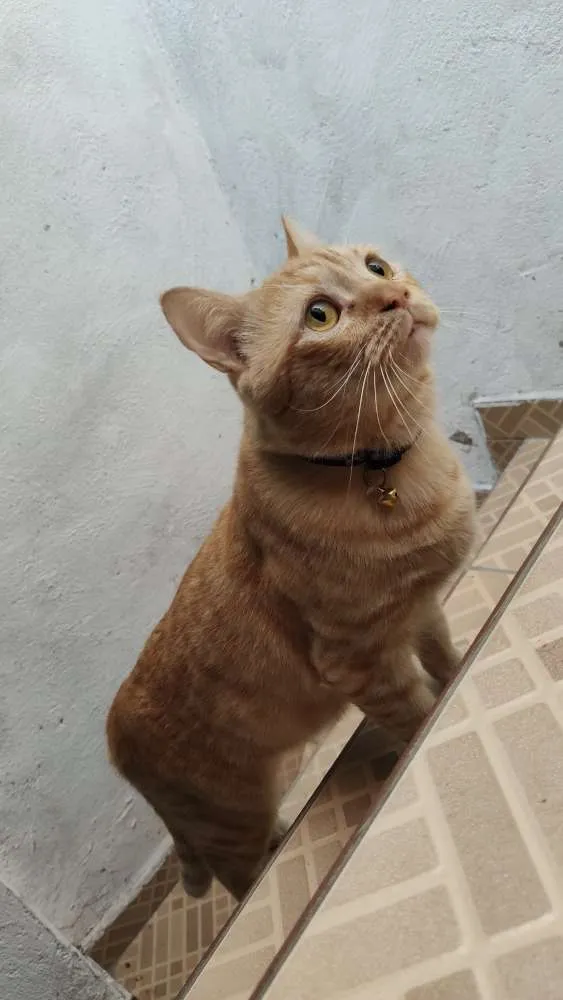 Gato ra a SRD idade 4 anos nome Príncipe