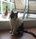 Jolie