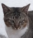 Cabeça 