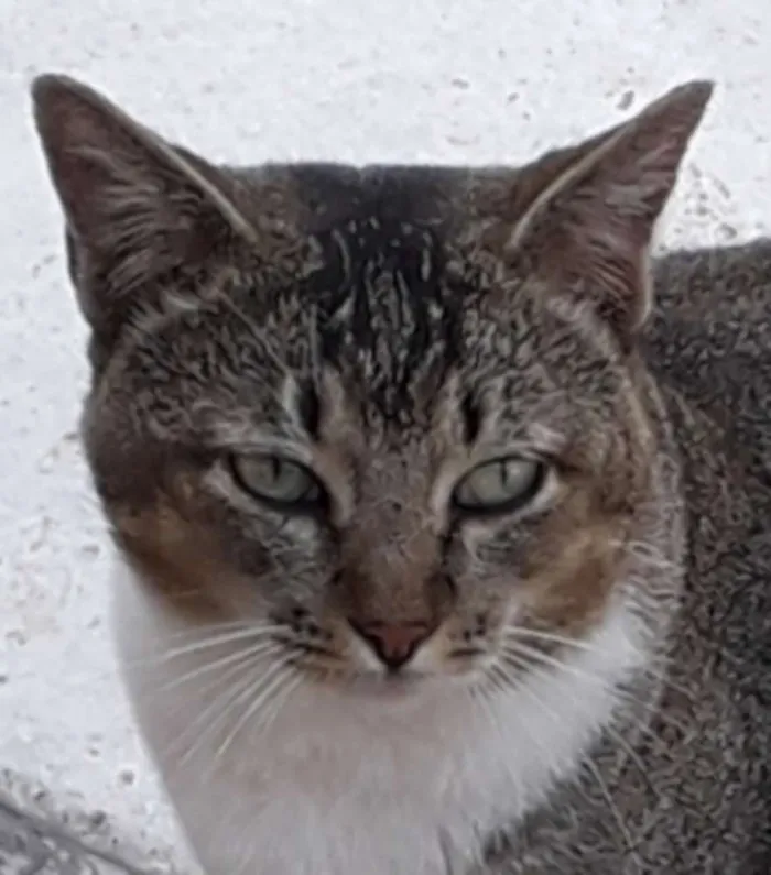 Gato ra a Srd idade 7 a 11 meses nome Cabeça 
