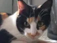 Jolie