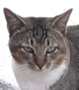 Cabeça