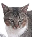Cabeça 