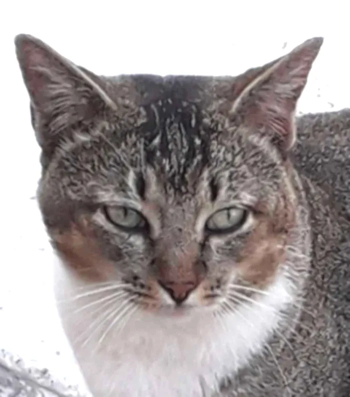 Gato ra a Srd idade 7 a 11 meses nome Cabeça 