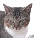 Cabeça 