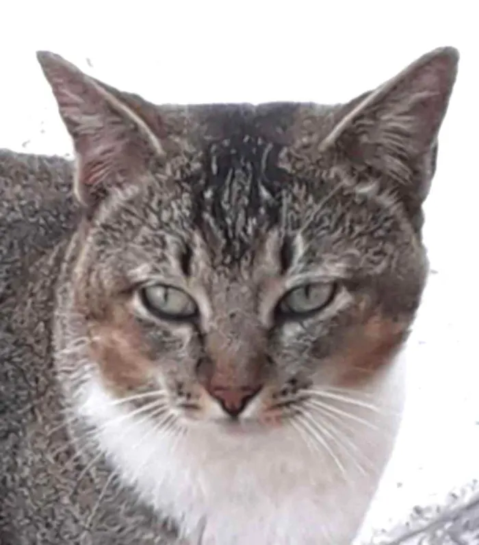 Gato ra a Srd idade 7 a 11 meses nome Cabeça 
