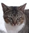 Cabeça 
